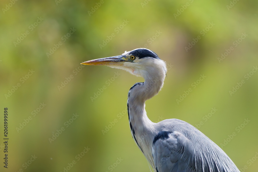 Obraz premium A vigilant and attentive Grey Heron stands poised, its sharp eye and elegant neck captured in exquisite detail. This calm, observant portrait radiates a sense of quiet, peaceful patience.