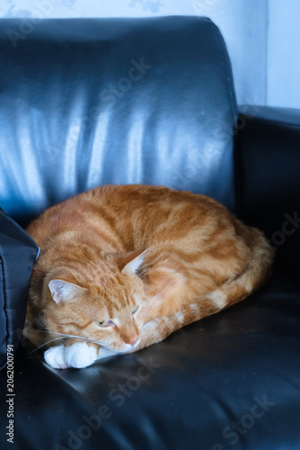 Canvas-taulu Orange tabby cat resting on a black leather couch indoors, curled up with white paws and soft light
