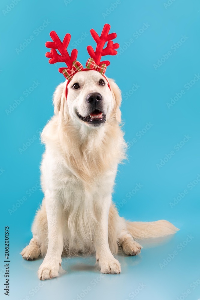 Fototapeta premium Happy Golden Retriever Dog Wearing Reindeer Antlers, Sitting Cheerfully Against Bright Blue Background. Adorable Pet Bringing Joyful Christmas Spirit Into Home Decor During Holiday Season.