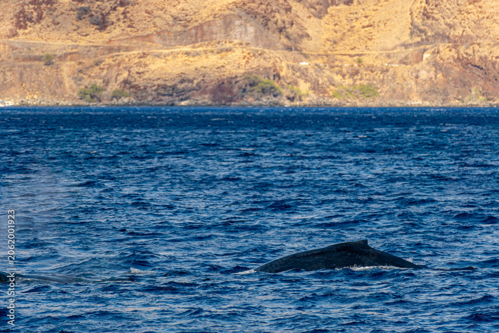 Fototapeta premium Humpback Whale (Koholā)