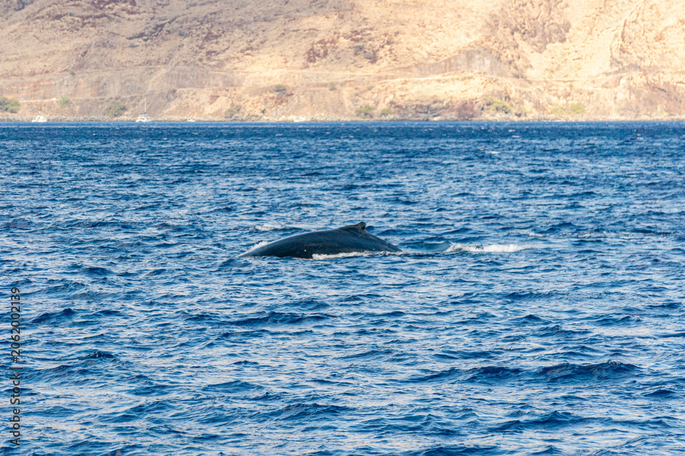 Fototapeta premium Humpback Whale (Koholā)
