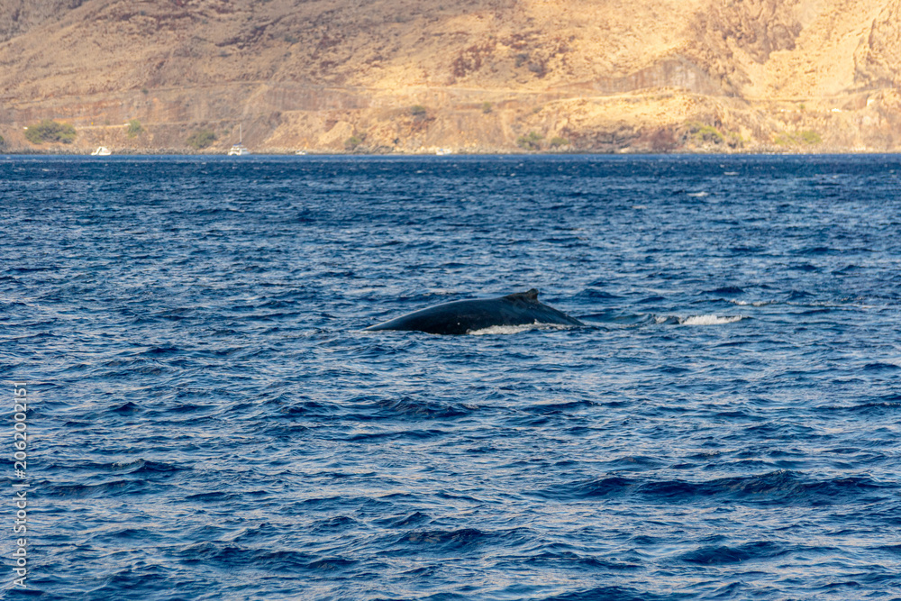 Fototapeta premium Humpback Whale (Koholā)
