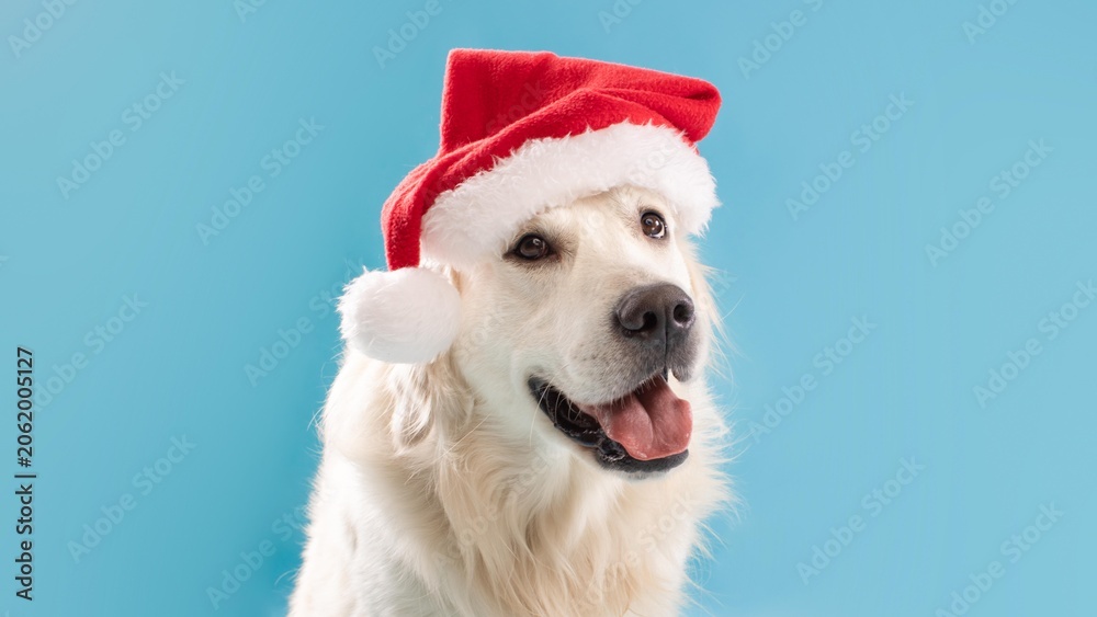 Fototapeta premium Happy Golden Retriever Dog Wearing Festive Santa Hat, Smiling, In Indoor Studio Setting. Perfect For Holiday Decorations And Christmas Cheer, Celebrating Festive Season With Pets.