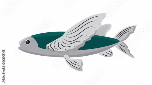Silver blue flying fish pectoral fin tail fin, aquatic wildlife in oceans, perfect for marine biology projects and ocean conservation websites.