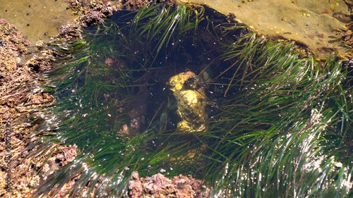Deep Tide Pool Botanical Beach BC 4K UHD. Tidepool landscape carved into the rocky shelf at Botanical Beach filled with marine life. Near Port Renfrew BC. 4K, UHD.

