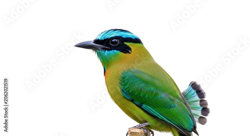 Colorful Motmot Bird Perched on a Branch Against a White Background.
