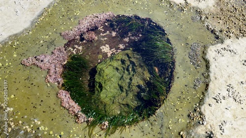 Carved Tide Pool Botanical Beach BC 4K UHD. Round tidepool carved into the rocky shelf at Botanical Beach filled with marine life. Near Port Renfrew BC. 4K, UHD.
