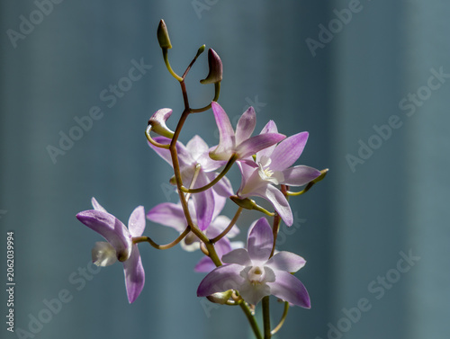 Принти на полотні Close up view of a beautiful purple and white blooming Dendrobium orchid, with a