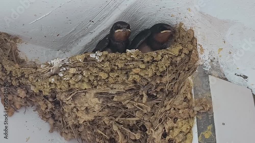 Two young barn swallow chicks peek out from their handmade mud nest under the white eave wall