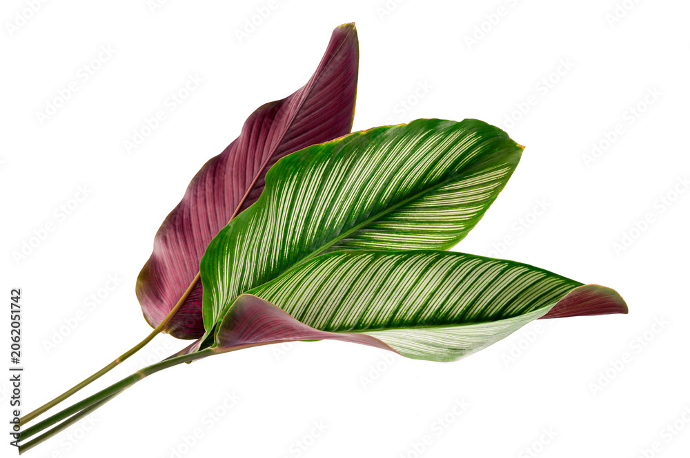 Fototapeta premium Calathea Majestica (Exotica) leaves with striking white stripes and purple . Tropical foliage plant isolated on white background.