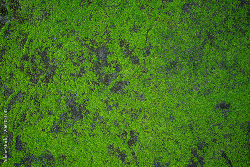 Detailed top-view of vibrant green moss growing naturally on a damp, dark rock surface.