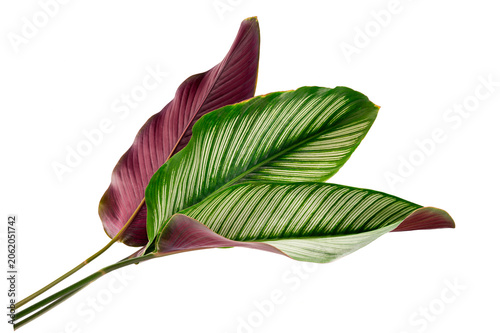 Calathea Majestica (Exotica) leaves with striking white stripes and purple . Tropical foliage plant isolated on white background.