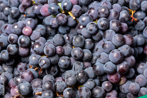 Natural texture and background filled with bunches of dark grapes with purple and blue hues