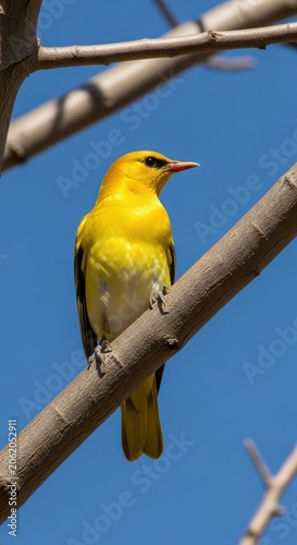 Golden Oriole Bird Perched on a Tree Branch Against a Clear Blue Sky.