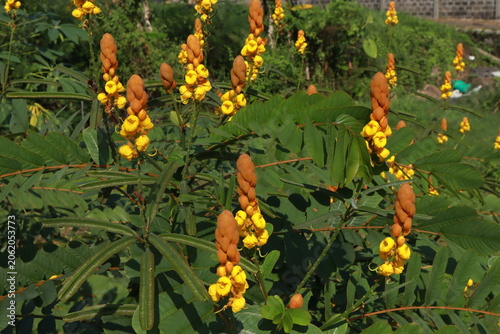 ng Senna alata (candle bush) with vibrant yellow flowers and rich green foliage in a sunny garden.