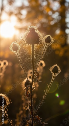 Golden Hour Sunlight Illuminates Wild Thistle Flowers in Autumn Forest.