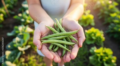 Hands holding fresh green beans from a garden harvest.