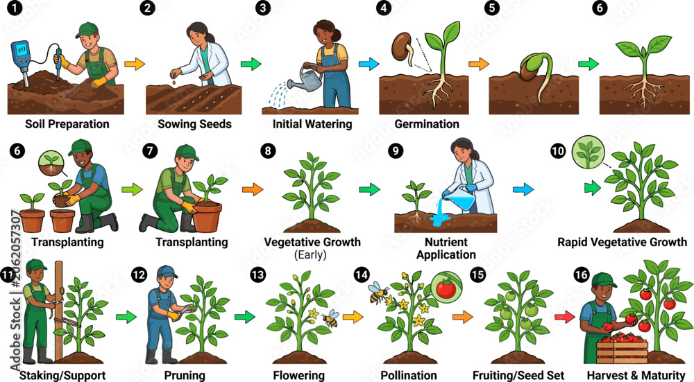 Fototapeta premium Comprehensive plant growth stage and agricultural cultivation process infographic, seed germination to harvest timeline , stock vector