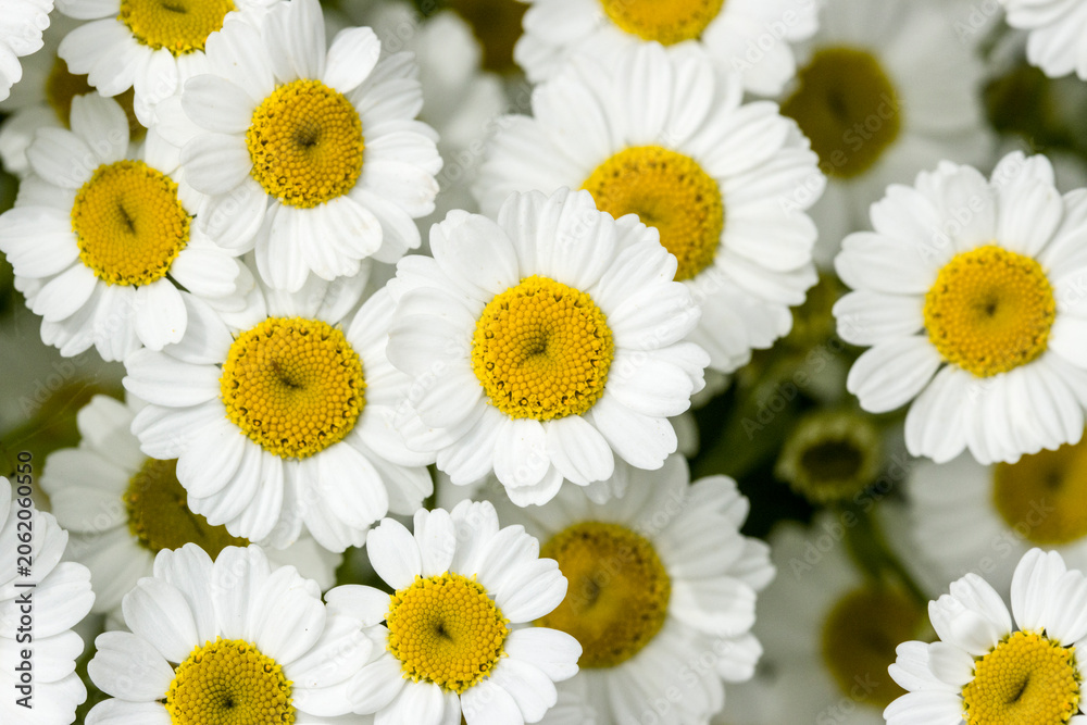 Fototapeta premium Mutterkraut (Tanacetum parthenium)