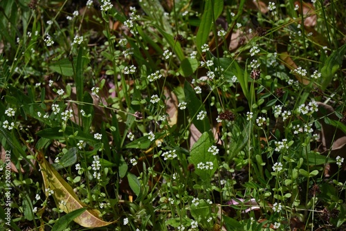 Bild auf Leinwand Lamb's lettuce (Valerianella locusta) flowers