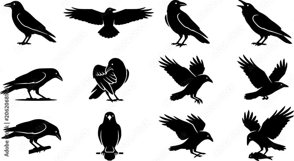 Fototapeta premium Carrion Crow silhouette icon set, flat black glyph style, pure white background