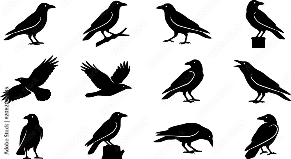 Obraz premium Carrion Crow silhouette icon set, flat black glyph style, pure white background