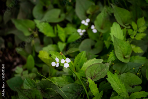ナガバオモダカの花