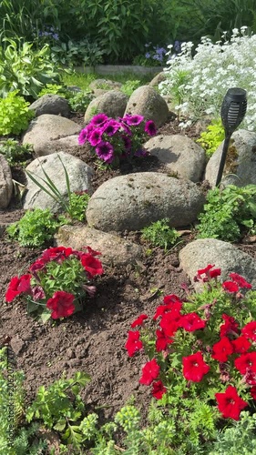 Beautiful rose garden. A colorful garden with red, purple and white flowers of hybrid petunia, surrounded by large stones and lush greenery, illuminated by sunlight on a sunny day.