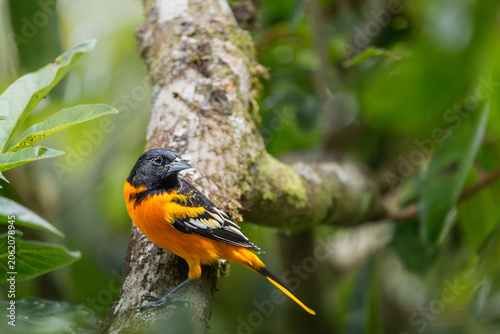 Konstfotografi Male Baltimore Oriole (Icterus galbula) perched on a mossy branch in a tropical forest, Costa Rica