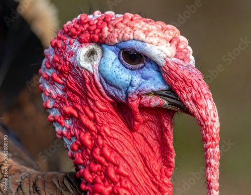 A close-up of a turkey's head showcasing its vibrant red and blue wattle and caruncle