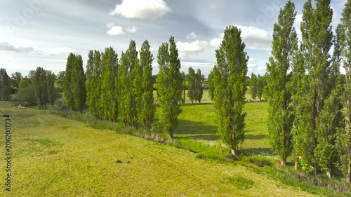 Sheep on Farms over Winchelsea from a drone, East Sussex, England