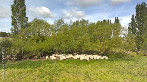 Sheep on Farms over Winchelsea from a drone, East Sussex, England