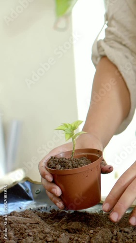 Vertical video: Holding pot, person pressing soil to secure sprout at home, in beige shirt
