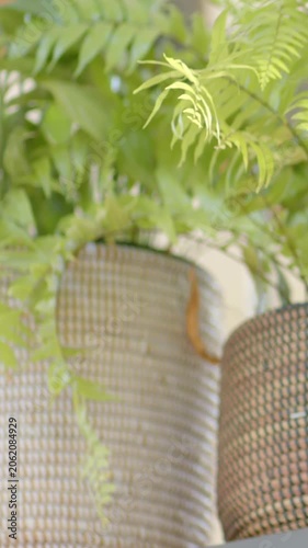 Vertical video: Panning camera revealing woven plant pots on ledge by window, with sunlit fronds
