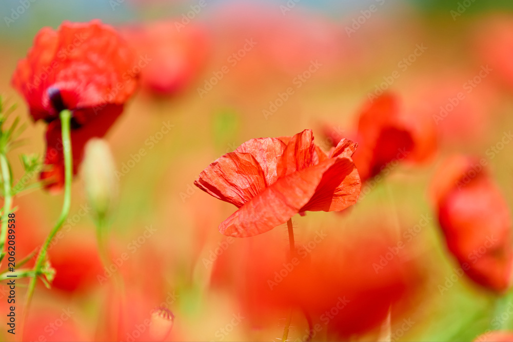 Fototapeta premium Vibrant red poppies blooming in sunlit field during springtime