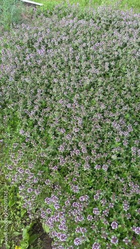 A dense field of thyme flowers with small, delicate purple petals and green leaves, showcasing a vibrant and healthy plant in its natural habitat.