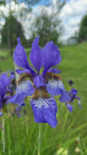 Close-up of a beautiful purple iris with intricate brown and white details, set against a blurred green grassy field with trees and a blue sky.