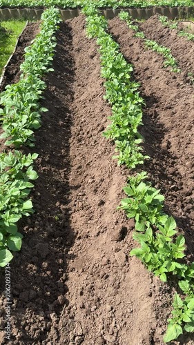 A garden flowerbed with several rows of young potato plants growing on brown soil, against a background of sunlight casting shadows, and a fence in the background on a sunny day.
