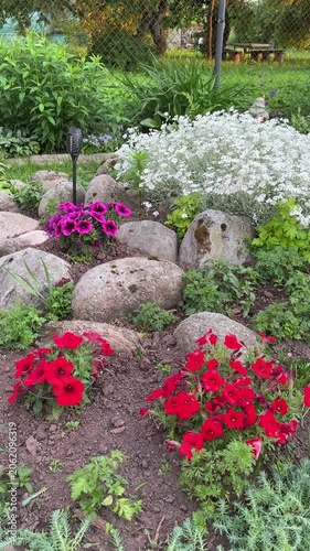 A beautiful rose garden. A flowerbed with large stones and many bright flowers of hybrid petunias and daisies, including red, pink, white and yellow, surrounded by lush green grass and foliage.