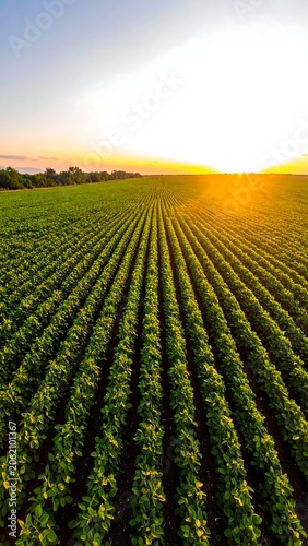 A serene landscape of a vast field at sunset with rows of crops