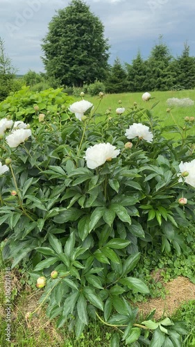 A vibrant bush of white peonies with lush green leaves and numerous buds set against a backdrop of a serene garden with tall trees and a cloudy blue sky.