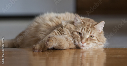 Tableau sur toile Chat roux poil long