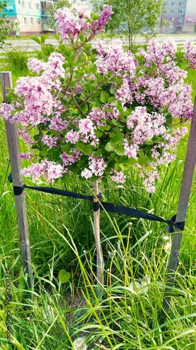 A small lilac bush with vibrant pink flowers is supported by a wooden stake and black straps, surrounded by tall green grass and a residential building in the background.
