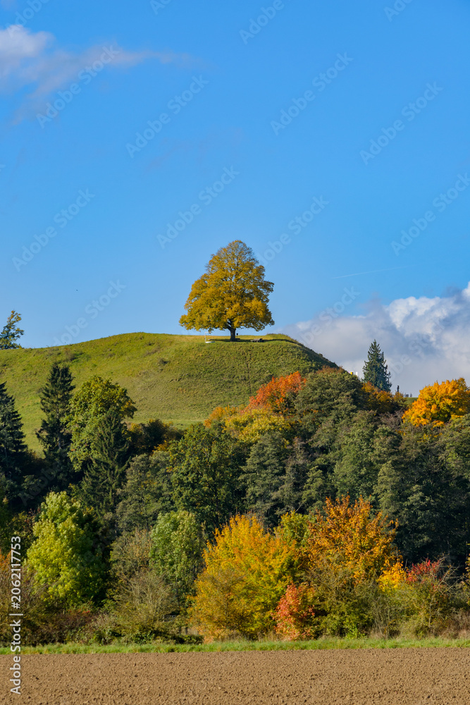 Fototapeta premium Solitary Linden Tree on Green Hill in Autumn, Baden-Württemberg, Germany
