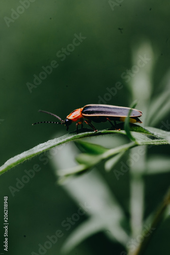 Lightning Bug on Curved Leaf with Copy Space