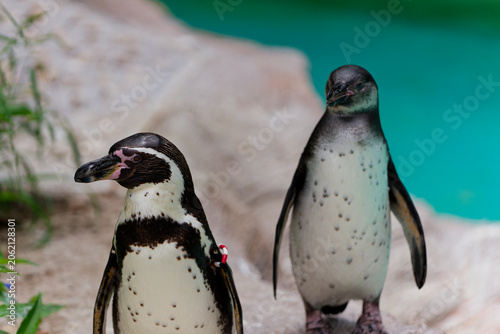 Fotografie 初夏の水辺で爽やかに佇む愛らしいペンギン