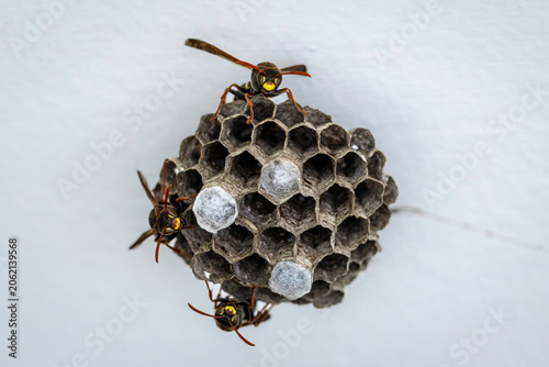 Australian Paper Wasp (Polistes humilis) and nest, Narooma, NSW, December 2025