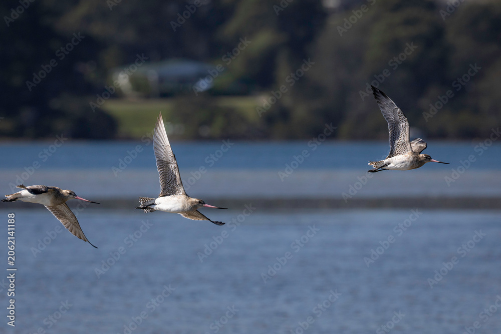 Fototapeta premium Bar-tailed Godwit (Limosa lapponica) flying, Narooma, NSW, January 2026
