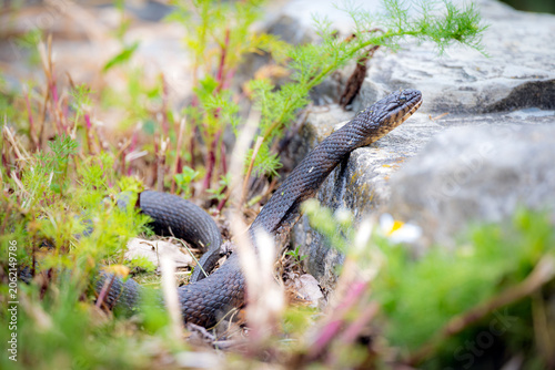 Bild auf Leinwand Northern Watersnake basking on rocks in natural wetland habitat