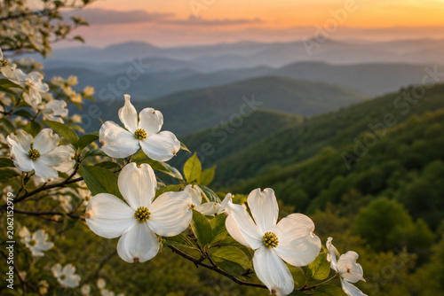 white flowers in the mountains